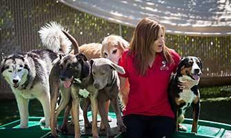Camp Bow Wow Employee Playing with Dogs